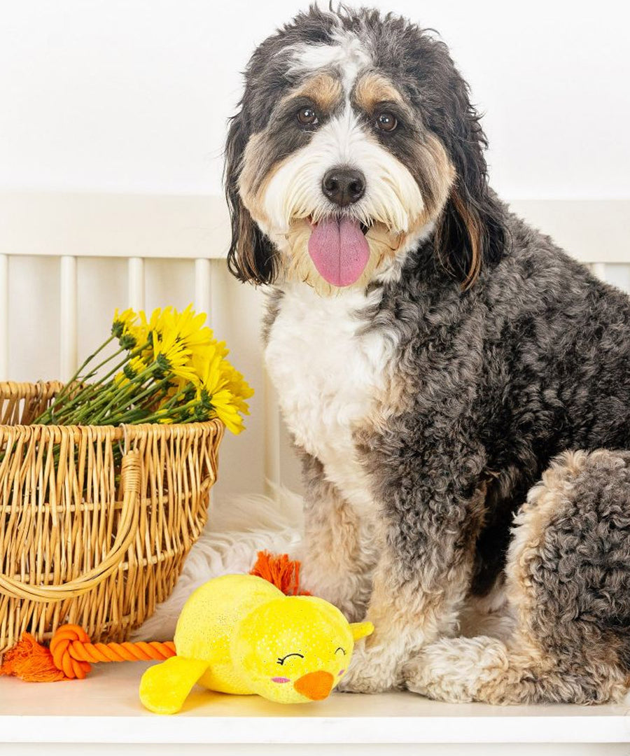 Fringe-petshop-peluche-corde-design-chien-poussin