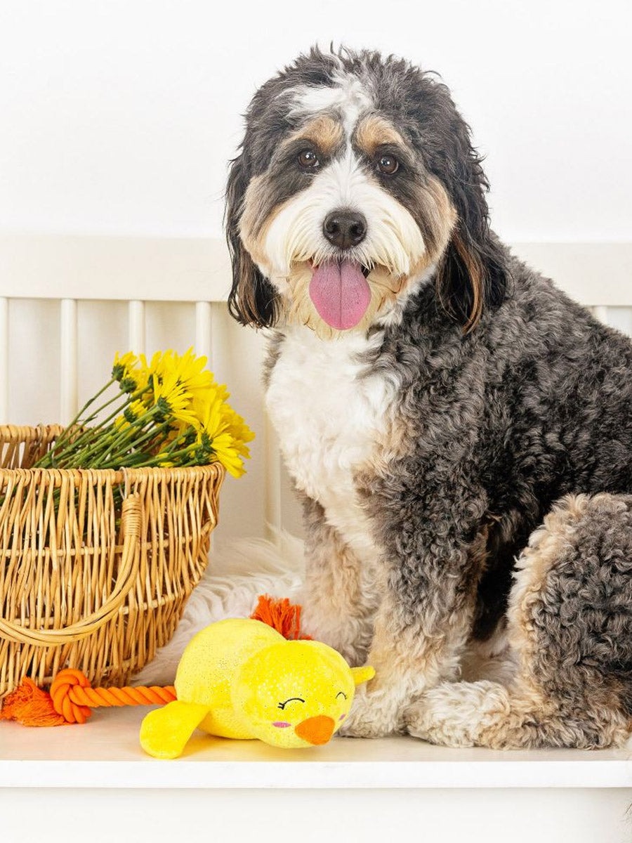 Fringe-petshop-peluche-corde-design-chien-poussin