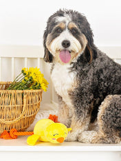 Fringe-petshop-peluche-corde-design-chien-poussin