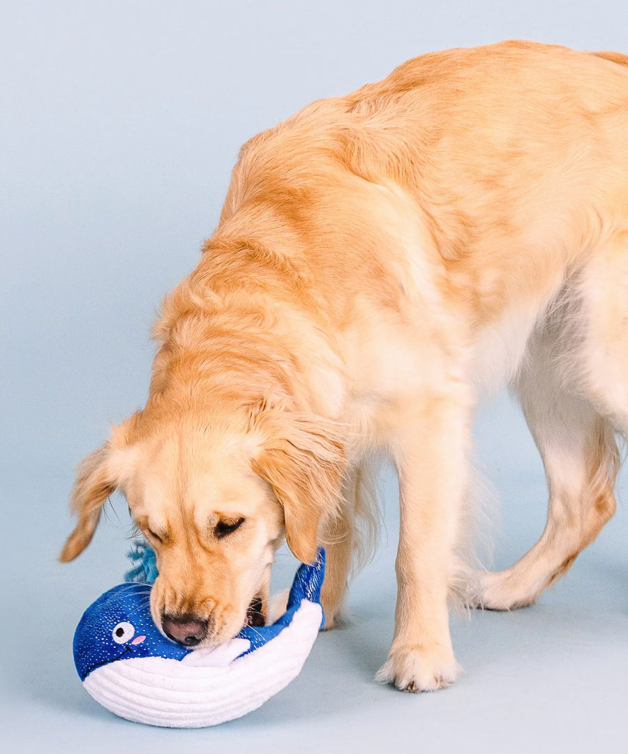 Fringe-petshop-peluche-design-chien-2025-baleine