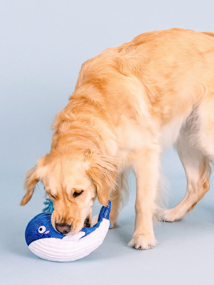 Fringe-petshop-peluche-design-chien-2025-baleine