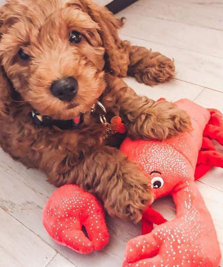 Fringe-petshop-peluche-design-chien-289646-lobster