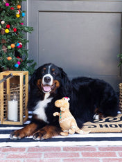 Fringe-petshop-peluche-design-chien-Cookie-Saurus