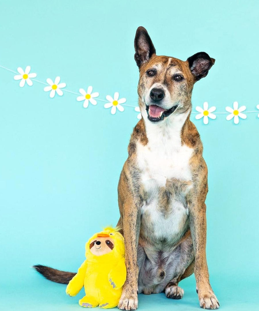 Fringe-petshop-peluche-design-chien-Paresseux-poussin