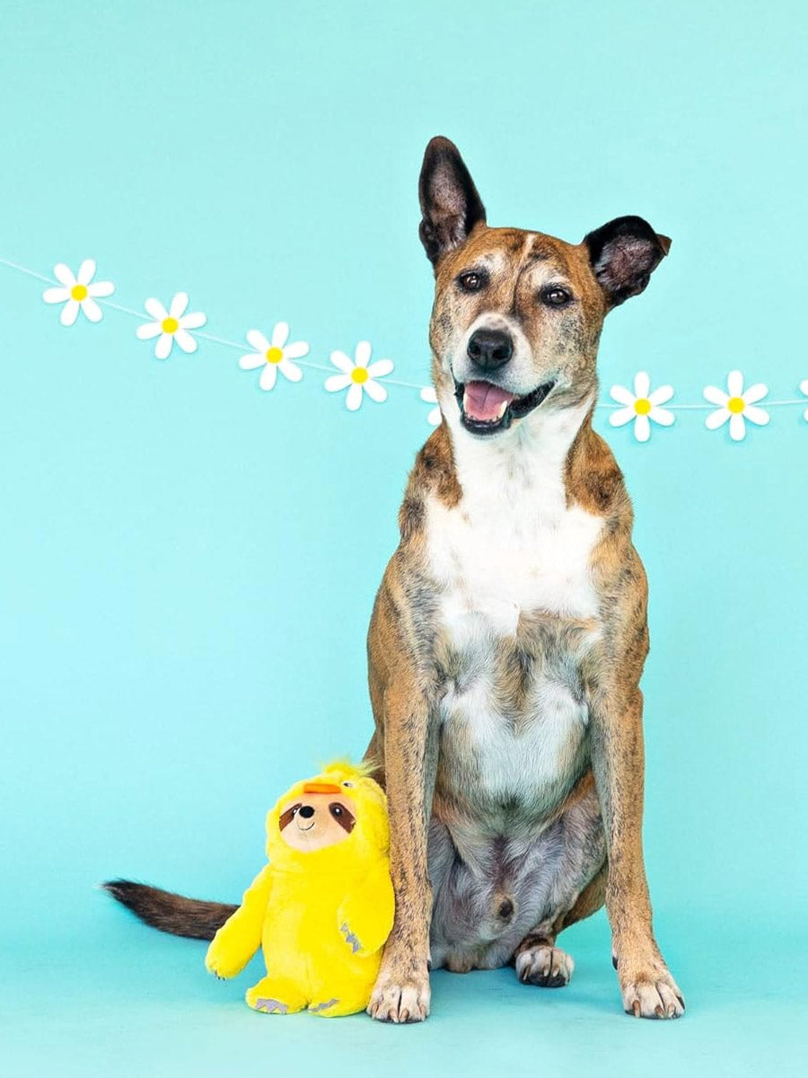 Fringe-petshop-peluche-design-chien-Paresseux-poussin