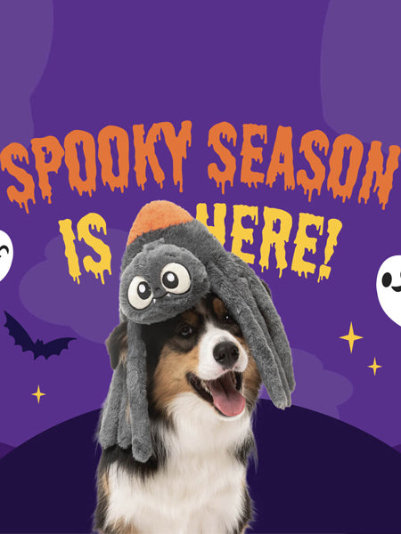 Fuzzyard-peluche-pour-chien-Halloween-araignee