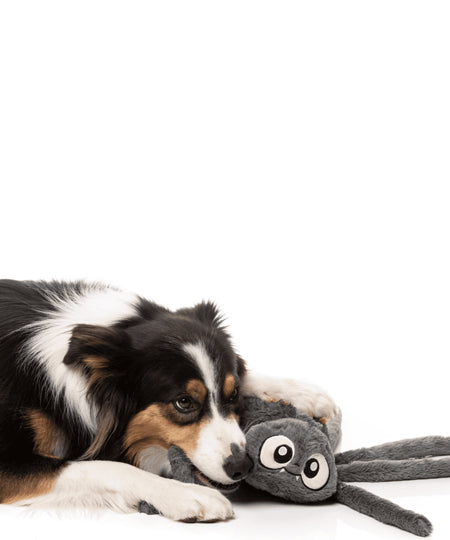 Fuzzyard-peluche-pour-chien-Halloween-araignee