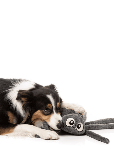 Fuzzyard-peluche-pour-chien-Halloween-araignee