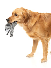 Fuzzyard-peluche-pour-chien-a-lancer-The-Yeetz-raton-laveur