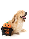        Fuzzyard-peluche-pour-chien-halloween-Trick-or-Treat-Cauldron