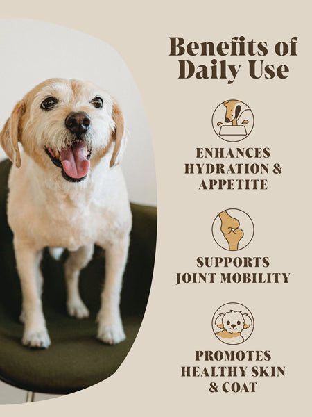 Hackney-Dog-House-complement-alimentaire-chien-bouillon-poulet