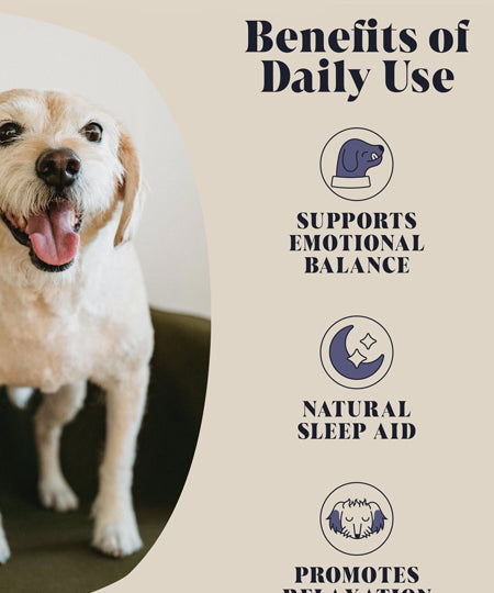 Hackney-Dog-House-complement-alimentaire-chien-calmant-relax