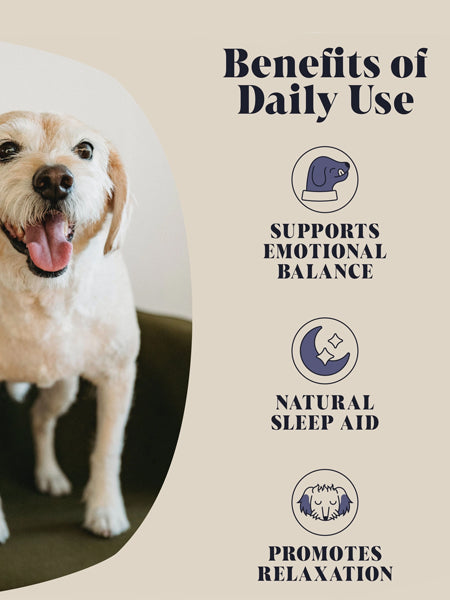 Hackney-Dog-House-complement-alimentaire-chien-calmant-relax