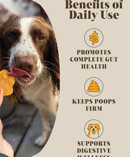Hackney-Dog-House-complement-alimentaire-chien-digestion-probiotic