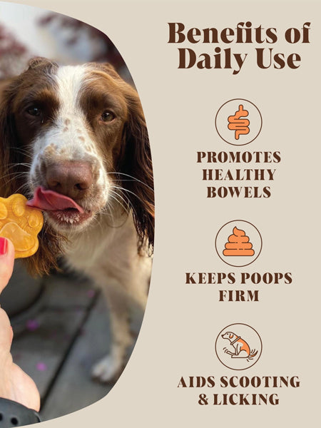 Hackney-Dog-House-complement-alimentaire-chien-poudre-de-citrouille