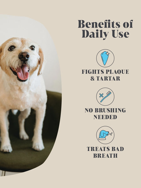 Hackney-Dog-House-complement-alimentaire-chien-soin-dentaire