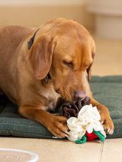 House-of-Paws-peluche-fouille-pour-chien-noel-2025-houx