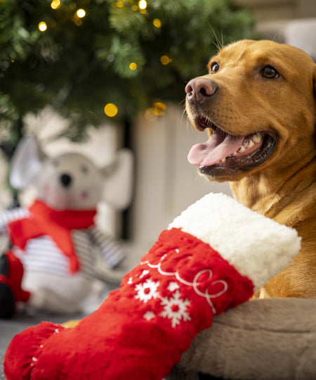     House-of-Paws-peluche-pour-chien-chaussette-noel