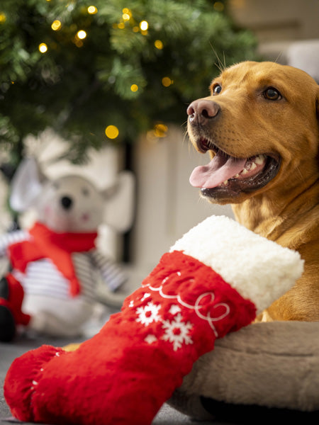     House-of-Paws-peluche-pour-chien-chaussette-noel