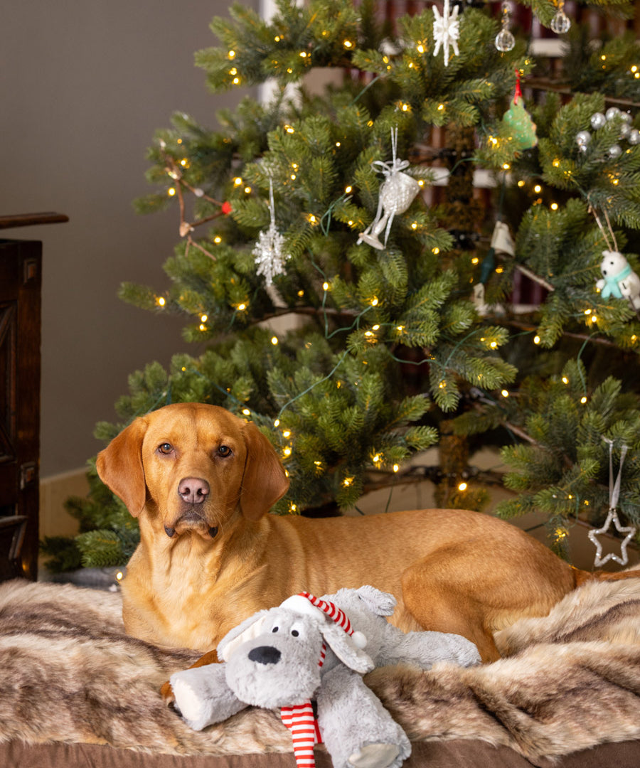 House-of-Paws-peluche-pour-chien-maxi-chien-noel