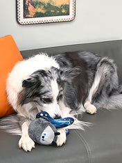 HugSmart-peluche-balle-pour-chien-chiot-papillon