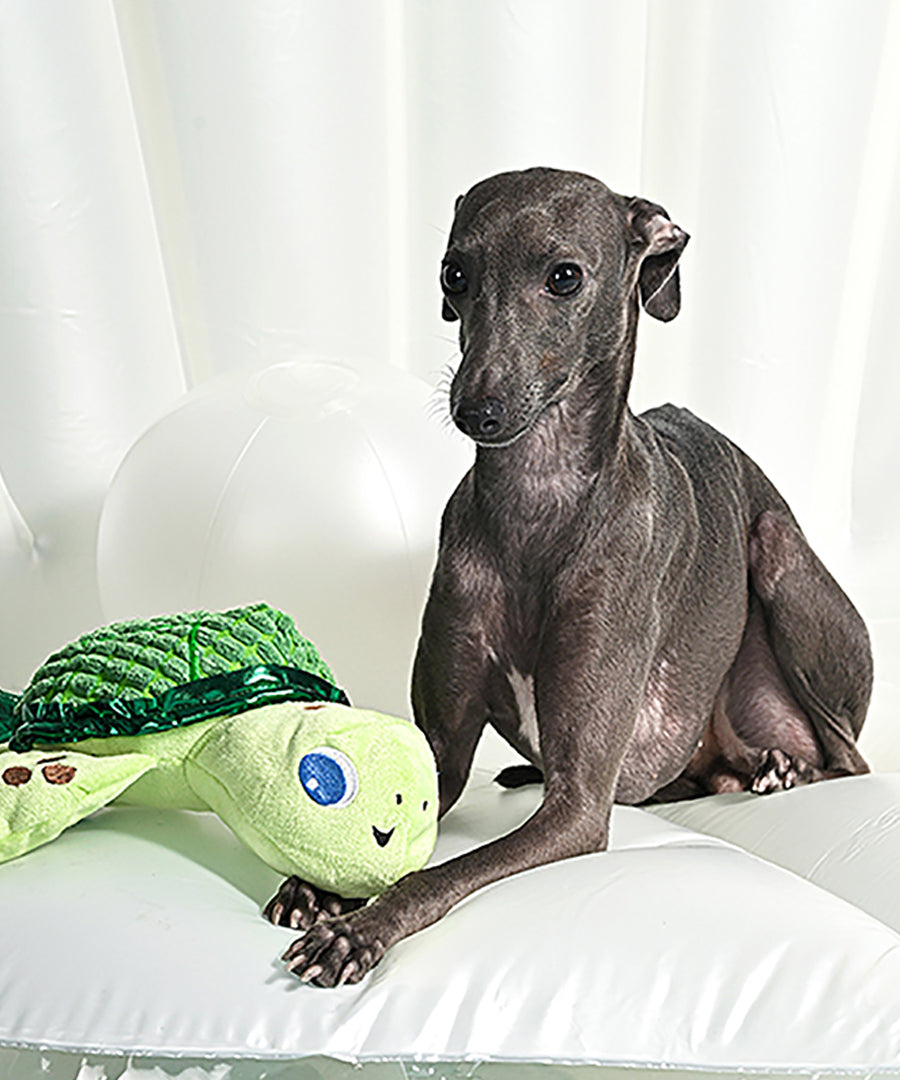 HugSmart-peluche-corde-pour-chien-chiot-ocean-pals-tortue