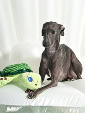 HugSmart-peluche-corde-pour-chien-chiot-ocean-pals-tortue