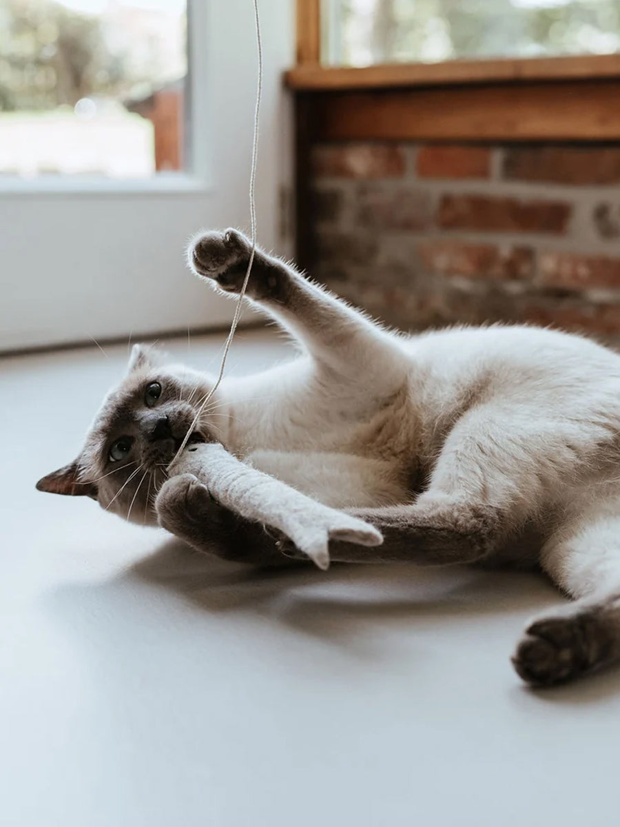 Hunter-Jouet-pour-chat-en-laine-Poisson-ficelle-gris