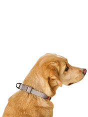 Hunter-collier-biothane-pour-chien-Havanna-beige