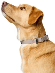 Hunter-collier-biothane-pour-chien-Havanna-beige