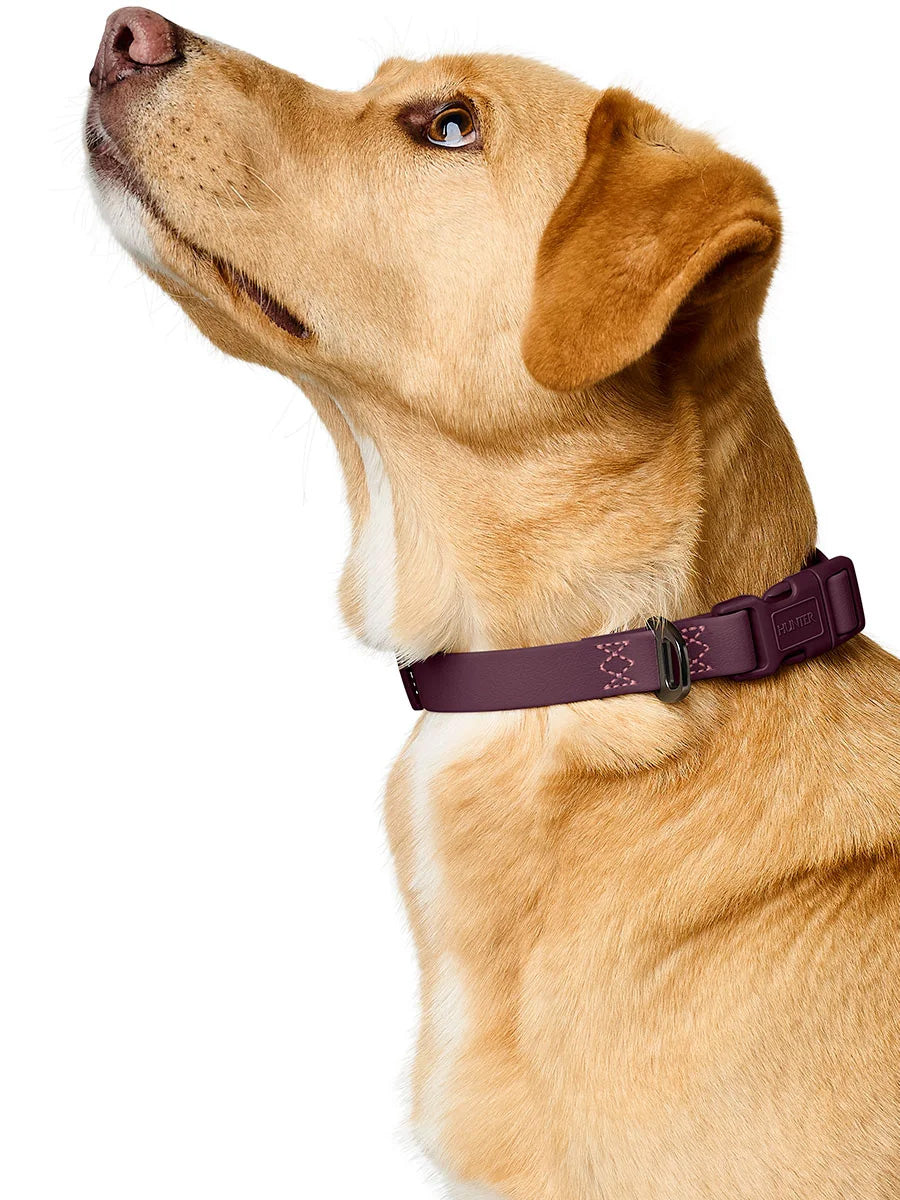 Hunter-collier-biothane-pour-chien-Havanna-mure