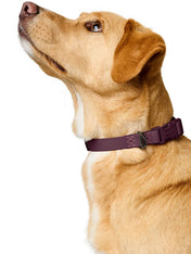 Hunter-collier-biothane-pour-chien-Havanna-mure