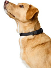 Hunter-collier-biothane-pour-chien-Havanna-noir