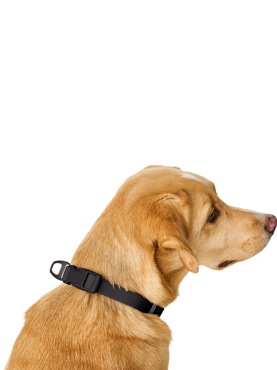 Hunter-collier-biothane-pour-chien-Havanna-noir