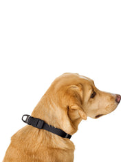 Hunter-collier-biothane-pour-chien-Havanna-noir