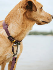 Hunter-laisse-biothane-pour-chien-Havanna-mure