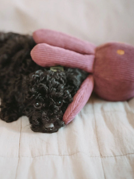 Hunter-peluche-pieuvre-tout-doux-chien-