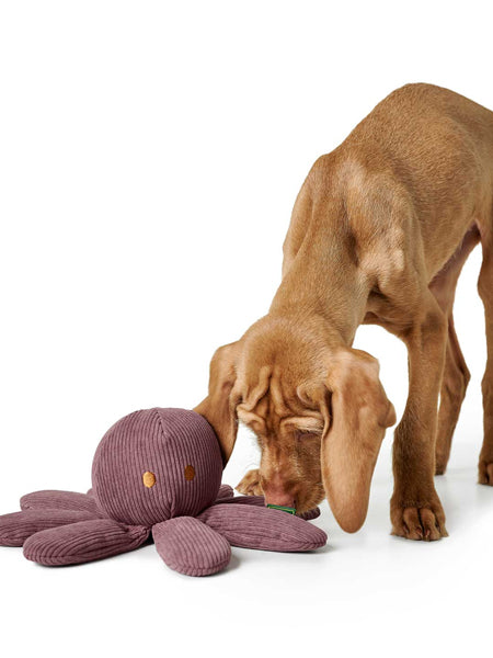 Hunter-peluche-pieuvre-tout-doux-chien-
