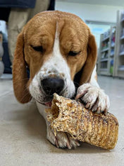 JR-pet-products-friandises-pour-chien-trachee-boeuf