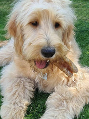 JR-pet-products-friandises-pour-chien-trachee-boeuf
