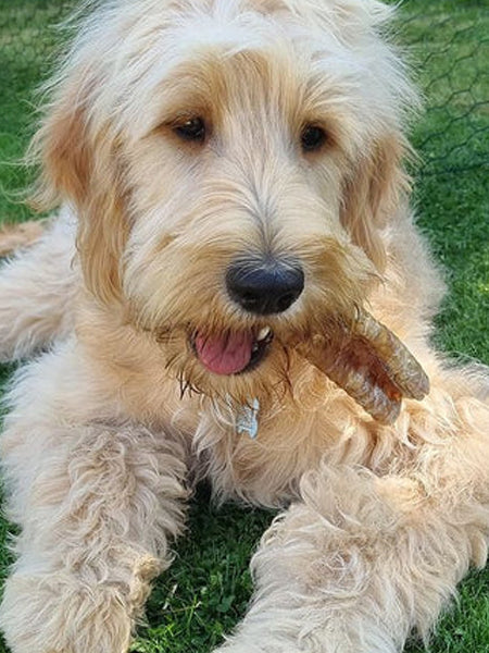 JR-pet-products-friandises-pour-chien-trachee-boeuf