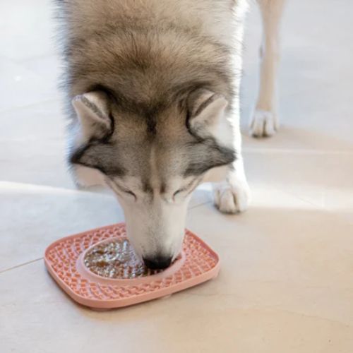 Jeu d'occupation pour chien - tapis de léchage inooko 2