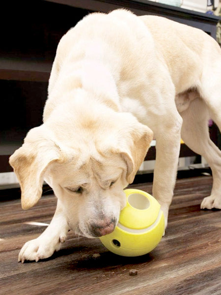       Jouet-KONG-rewards-tennis-pour-chien-distributeur-pour-chien
