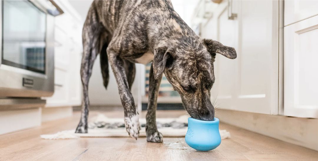 Jouet à remplir pour chien type Sodapup Kong inooko