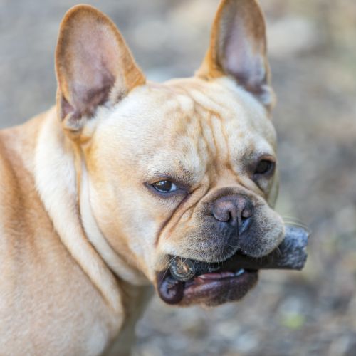 Jouets à mâcher chien - corne de mouton