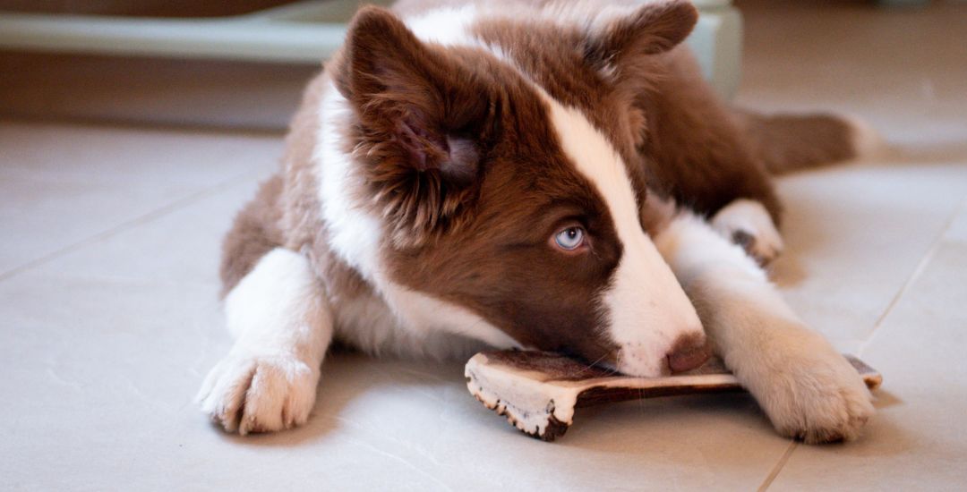 Jouets à mâcher pour chien - bois de cerf