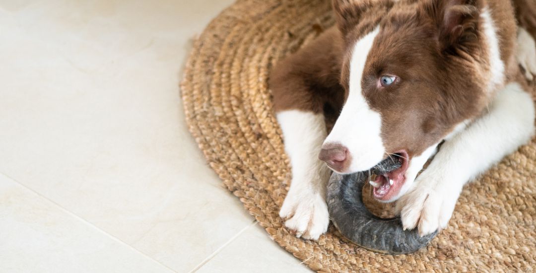 Jouets à mâcher pour chien - corne de mouton