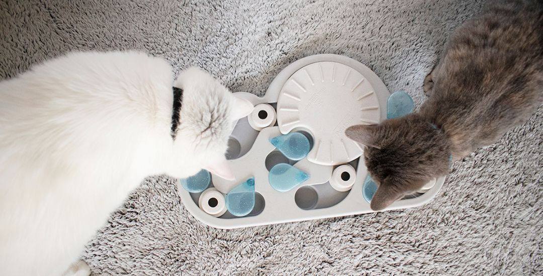 Jouets interactifs pour chat bannière inooko