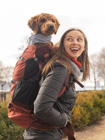 Les nouveautés pour chiens et chats - inooko