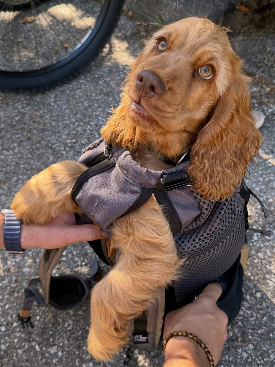 K9-Sport-Sack-pour-chien-Kompanion-noir